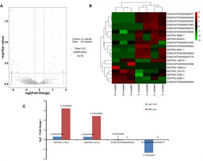 Identification and Comparative Analysis of Long Non-coding RNAs in High- and Low-Fecundity Goat Ovaries During Estrus